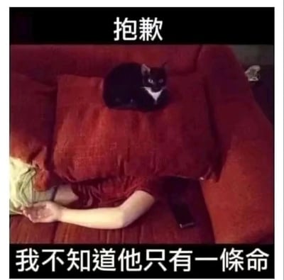 这是一张荒诞搞笑的静态梗图，画面中一个人被巨大的红色枕头压在红色沙发上，仅露出一只手臂和部分腿部，一只黑白相间的黑猫一脸无辜地趴在枕头顶端。图的上方配有文字“抱歉”，下方配有文字“我不知道他只有一條命”，通过视觉构图营造出“猫咪不小心压死了人”的错觉，用夸张、恶搞的方式制造出荒诞的笑点，属于网络上流行的宠物相关搞笑内容，常被用作表情包来逗乐网友或夸张地表达歉意。