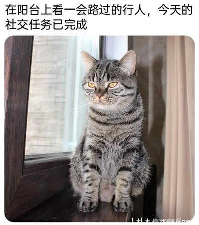 这是一张图文混排的搞笑网络梗图，画面主体是一只表情冷淡、眼神疲惫的狸花猫，它端正地坐在阳台窗边的木质台面上，目光投向窗外。图片上方配有文字“在阳台上看一会路过的行人，今天的社交任务已完成”，以拟人化的方式，将猫咪远远观察行人这种零互动的行为定义为完成社交任务，精准调侃了社恐人群排斥现实社交、仅以最低限度的外界观察当作社交的状态，内容充满幽默与共鸣感，能让有类似社交心态的人群产生共情。