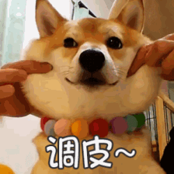被捏脸的调皮柴犬