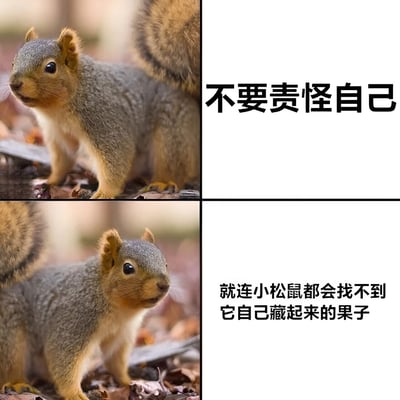 图片为2x2网格布局的图文混排内容。左上角和左下角是两张灰松鼠的特写照片，松鼠有着蓬松的尾巴，站立在铺满落叶的地面上，眼神略带疑惑地四处张望。右上角白色背景区域有黑色文字“不要责怪自己”，右下角白色背景区域有黑色文字“就连小松鼠都会找不到它自己藏起来的果子”。整体通过松鼠找不到藏起来的果子这一自然现象，传达出安慰和鼓励的情绪，告诉人们不必因失误或遗忘而过度自责。