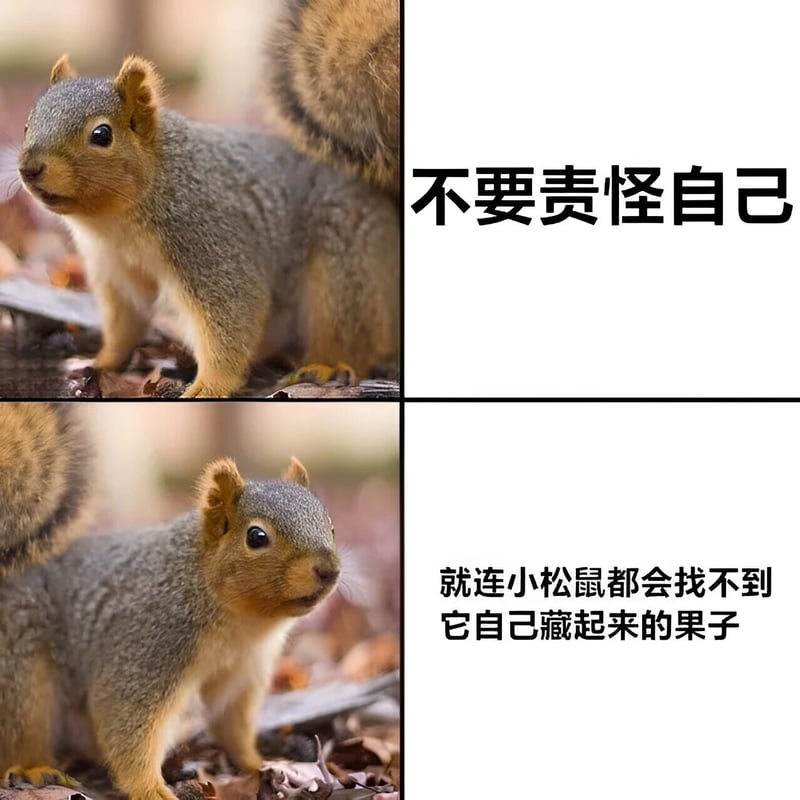 松鼠