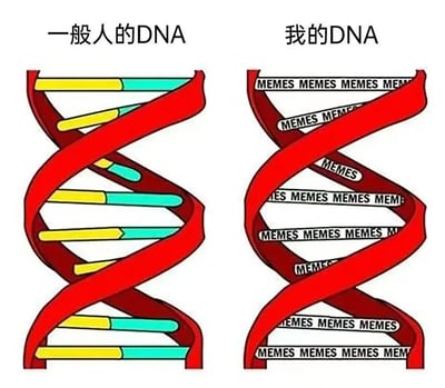 图片采用左右对比构图，左侧为'一般人的DNA'，呈现红色双螺旋结构，内部包含黄蓝相间的常规基因片段；右侧为'我的DNA'，同样是红色双螺旋结构，但所有基因片段均替换为重复的'MEMES'文字。通过夸张的视觉对比，幽默地表达了memes爱好者认为自己的基因中充满了memes元素，是一种对自身兴趣爱好的调侃式表达。