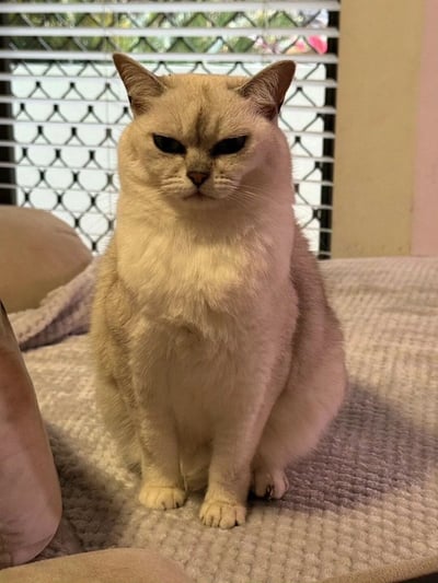 一只表情严肃的浅色猫咪坐在床上，背景是带有安全格栅的窗户。猫咪耳朵竖起，眼神锐利，表情看起来有些高冷和不耐烦。