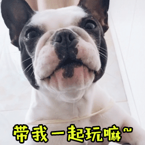 法斗仰头撒娇求玩耍动图