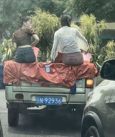 图片展示了两位女子坐在一辆卡车的尾部运输植物的场景。她们背对着镜头，各自手持一个粉红色塑料盆，盆中似乎装有植物。卡车后部覆盖着红色防水布，上面放置着多株绿色植物。卡车车牌号为云N·92936，显示车辆可能来自云南地区。背景中可以看到茂密的绿色植物，表明这可能是在户外的街道或市场附近拍摄的。