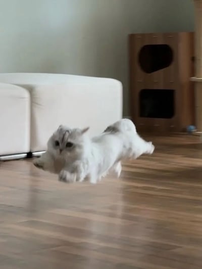 一只白色的猫咪正在室内木地板上快速奔跑，背景可见白色沙发和木质家具。猫咪的毛发蓬松，四肢伸展，展现出活泼好动的状态。画面捕捉了猫咪运动中的动态感，整体氛围轻松愉快。