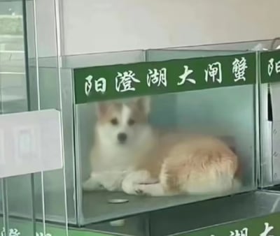 整张图是实拍的趣味场景，原本用于陈列售卖阳澄湖大闸蟹的金属边玻璃柜中没有存放螃蟹，反而卧着一只黄白相间的小狗，小狗安静趴在柜内直视镜头，错位的场景显得十分滑稽可爱。