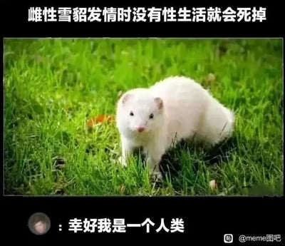 这是一张文字加注类的搞笑meme图，上方配有科普文字“雌性雪貂发情时没有性生活就会死掉”，中间是一张站在绿色草地上的白色雪貂实拍照片，雪貂眼神直视镜头，四肢支撑身体，姿态自然；下方是一条社交媒体评论“幸好我是一个人类”，右下角带有“@meme图吧”的水印。该图利用雌性雪貂的特殊生理特性，通过人类与雪貂的生存状态对比制造反差笑点，让观看者产生庆幸自身处境的共鸣，属于典型的用动物冷知识玩梗的搞笑内容。