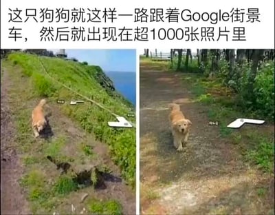 这是一张左右拼接的对比图，左侧图展示了一只金毛犬在临海的土坡小路上行走，背景是覆盖着绿草的坡地与远处的蓝色海洋；右侧图则是这只金毛犬在林间的泥土小路上，抬头看向街景车的镜头，周围是树木与杂草。图片上方配有文字说明，讲述这只狗狗一路跟随着Google街景车，最终被记录在超过1000张街景照片中，画面充满了趣味与温馨，展现出狗狗的活泼与对新鲜事物的好奇。