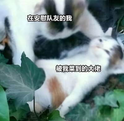 图片中两只猫处于绿叶环绕的自然环境中，上方的猫抬起一只爪子，姿态像是在安抚下方的同伴，配文“在安慰队友的我”；下方的猫则四肢伸展、身体瘫软地躺在地上，表情看起来有些无奈，配文“被我菜到的大佬”。该梗图通过猫咪的可爱姿态与文字结合，幽默地描绘了游戏中“自己技术不佳却还试图安慰队友，反而让厉害的队友感到无奈”的场景，充满自嘲和搞笑意味。