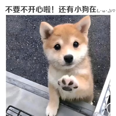 图片中是一只可爱的柴犬幼犬，它有着浅棕色和白色相间的毛发，正睁着大大的圆眼睛直视镜头，一只前爪微微抬起，仿佛在向人招手。背景是深色的粗糙地面和金属边缘。图片上方有一行安慰人的文字：'不要不开心啦！还有小狗在。(。•ω•。)/♡'，用可爱的语气和颜文字来传递温暖和鼓励。