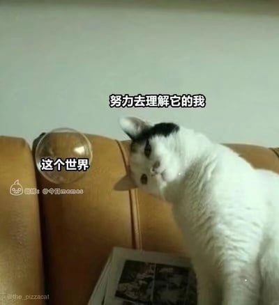 这是一张经过文字加注改编的猫咪表情包图片。画面中一只白身带黑色斑块的猫咪，将头歪靠在棕色皮沙发的凸起边缘，眼神迷茫，神态透露出疲惫与无力感。图片通过拟人化的配文，将猫咪标注为“努力去理解它的我”，将沙发的凸起标注为“这个世界”，生动地把猫咪头抵在沙发的动作，比喻成人们在面对复杂、难以理解的世界或生活事物时，拼尽全力去理解却依旧感到迷茫、无力的状态，精准戳中当代人在生活中时常遭遇的困惑情绪。