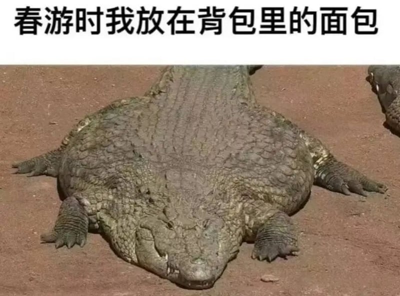 鳄鱼