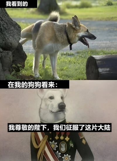 图片分为上下两部分形成幽默对比。上半部分是一只真实的狗狗站在树旁排尿，背景是草地和树木，配文“我看到的”；下半部分是一幅插画风格的狗狗形象，它身着带有勋章的军装，表情严肃庄重，配文“在我的狗狗看来：我尊敬的陛下，我们征服了这片大陆”。通过人类视角中普通的狗狗排尿行为与狗狗自我想象中的“征服大陆”壮举形成强烈反差，营造出搞笑诙谐的效果。