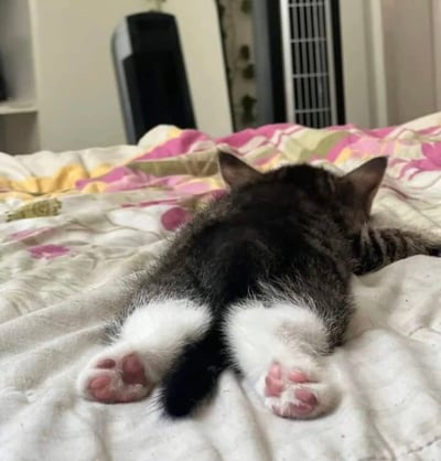 一只黑白灰相间的小奶猫正四脚朝天趴在床上睡觉，露出粉嫩的肉垫。床上铺着带有粉色、黄色和白色花纹的被子，背景中可以看到黑色的音箱和白色的风扇。整个画面温馨治愈，展现了猫咪放松舒适的居家状态。