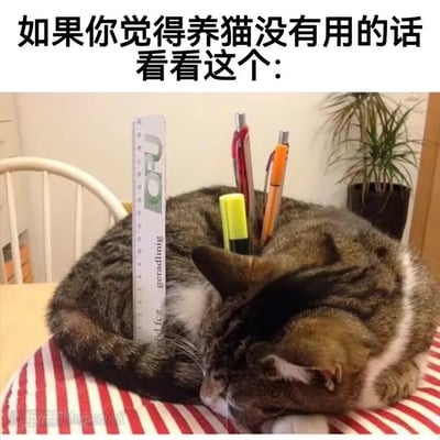 这是一张图文混排的搞笑梗图，采用顶部配文下方配图的形式，顶部文字为“如果你觉得养猫没有用的话看看这个：”，下方实拍图里一只狸花猫正蜷在桌面的红白条纹垫子上闭眼睡觉，它的身上被插了直尺、荧光笔、多支中性笔，被当作临时笔筒使用，以脑洞大开的趣味方式展现了养猫的“另类实用价值”，整体氛围轻松诙谐。