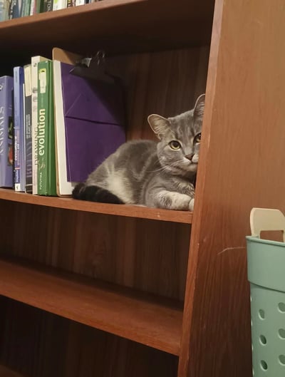 一只灰色的猫咪正趴在木质书架的中层，身体蜷缩在几本竖立的书籍和一个紫色文件夹旁边。猫咪的头部微微探出书架边缘，黄色的眼睛警觉地注视着镜头，前爪自然伸展，尾巴搭在书架上。书架右侧可见一个浅蓝色的带孔垃圾桶，整体场景温馨日常，展现了宠物与家居环境的和谐画面。