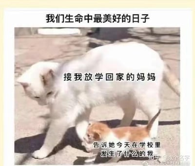这是一张用真实猫咪照片改编的温馨梗图，图中一只体型较大的白猫对应“接我放学回家的妈妈”，一只跟在身后的橘白小猫对应“告诉她今天在学校里发生了什么的我”，顶部配有文字“我们生命中最美好的日子”。通过拟人化的方式，还原了童年时期放学被妈妈接走，迫不及待和妈妈分享学校日常的温馨场景，唤起人们对童年亲子时光的温暖回忆，整体氛围治愈又充满怀念感，没有双关、谐音梗或暗示内容。