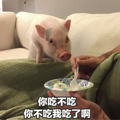 图片中一只粉色小香猪站在米白色沙发上，额头带有蓝色印记，正歪着头、眼巴巴地盯着前方。画面下方，一只手捧着带有蓝白花纹的纸碗，碗里装着浅绿色冰淇淋，另一只手拿着白色勺子准备喂食。图片底部配有文字“你吃不吃 你不吃我吃了啊”，仿佛是喂食者对小猪的俏皮调侃，整体营造出温馨可爱的日常互动场景。