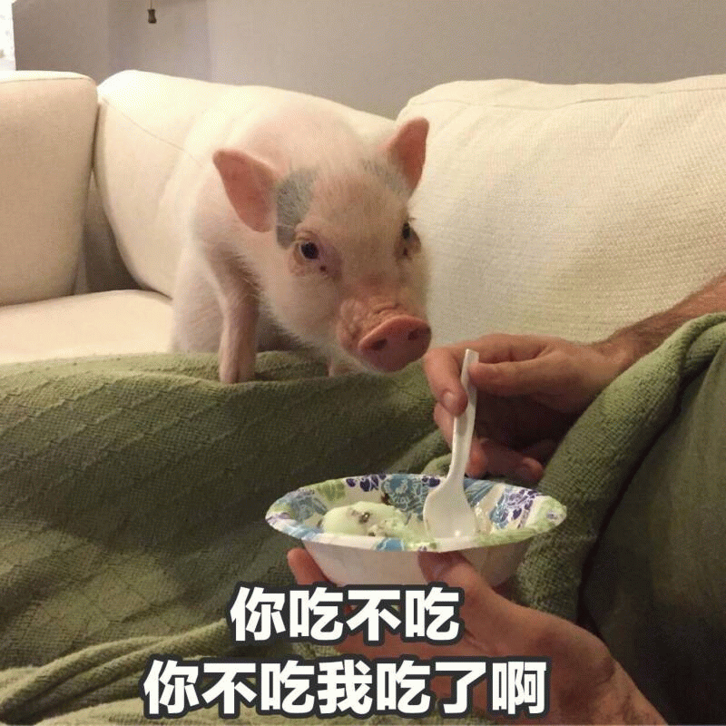 小猪眼巴巴等冰淇淋 灵魂拷问吃不吃