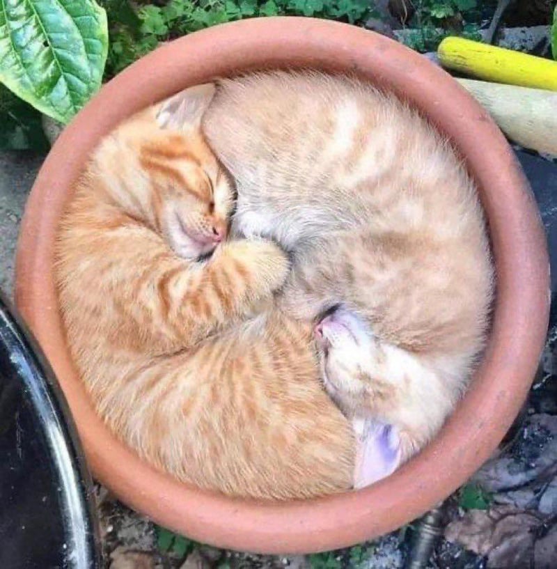 猫