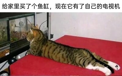 图片中一只带有白色爪子的虎斑猫咪，舒展着身体趴在红色台面上，正扭头专注地看向旁边的鱼缸，仿佛在观看电视节目。图片上方配有文字“给家里买了个鱼缸，现在它有了自己的电视机”，以拟人化的视角调侃猫咪对鱼缸的浓厚兴趣，将鱼缸比作猫咪专属的“电视机”，画面生动展现出猫咪的可爱与好奇心，充满生活趣味。