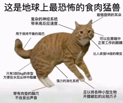 这张图片以幽默夸张的方式将一只普通橘猫描述为"地球上最恐怖的食肉猛兽"，通过类似生物图鉴的标注形式，列出了猫的各种生理特征，如"复杂的神经系统带来高反应速度"、"能够旋转的耳朵"、"比人类强14倍的嗅觉"等。图片利用反差萌的手法，用描述危险野生动物的严肃语言来介绍常见的家猫，创造出滑稽有趣的效果。