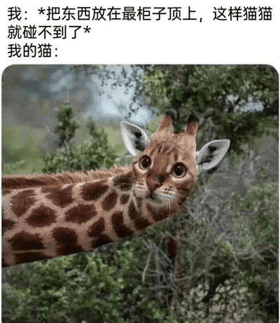 图片上方文字描述了“我”把东西放在柜子顶上以为猫猫碰不到的想法，下方配图是一只被P图合成的“长颈鹿猫”——拥有猫咪的脸和长颈鹿的长脖子及身体，背景为绿色植物。通过夸张的长脖子形象，幽默地表现出猫咪总能想方设法够到高处物品的特点，形成反差萌的搞笑效果。