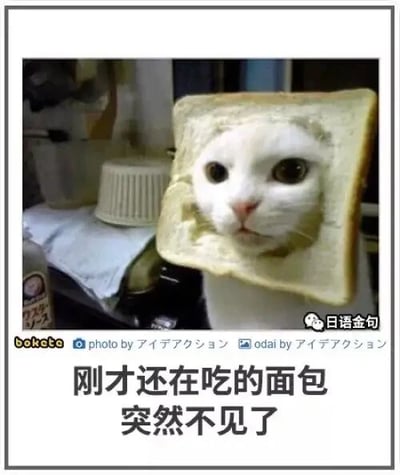 这是一张经过P图改编的趣味梗图，画面核心是一只白色猫咪，它的头部被套进了一片方形吐司面包中，猫咪睁着圆溜溜的眼睛，表情懵懂无辜。图片下方配有文字“刚才还在吃的面包突然不见了”，利用视觉错位制造出幽默的反差效果：猫咪仿佛疑惑自己正在吃的面包消失了，而实际上面包正套在它的头上，形成了荒诞又搞笑的趣味梗，让人忍俊不禁。
