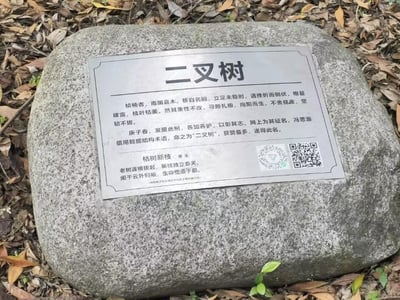 这是一张户外实拍照片，主体是一块嵌有金属介绍牌的灰色花岗岩石碑，被放置在铺满枯叶的地面上。金属牌详细介绍了一棵被命名为“二叉树”的桢楠古树：这棵南国嘉木移栽后曾遭遇倒伏，根基裸露、枝叶枯萎，却凭借坚韧的生命力重新扎根、向阳生长。庚子年春季这棵树被发现后得到悉心养护，校方通过网络为其征名，最终冯思源提出的、借用计算机数据结构术语的“二叉树”因获赞最多成为正式名称，既贴合树木枯木发新枝的分叉形态，又充满专业趣味。牌中还附有一首题为《枯树新枝》的题诗，以及一个二维码。石碑底部的一小株嫩绿新苗，与介绍牌中古树重生的主题形成呼应。