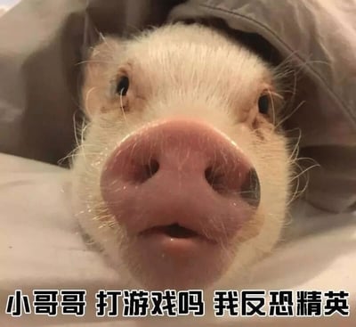 图片为一只白色小香猪的特写镜头，它的头部被灰色布料半掩，露出圆润的脸庞和粉嫩的鼻子，眼睛睁大，表情呆萌又带着一丝好奇。小猪趴在白色的平面上，整体画面温馨可爱。图片底部配有文字“小哥哥 打游戏吗 我反恐精英”，仿佛小猪在用俏皮的语气邀请他人一起玩游戏《反恐精英》，营造出轻松有趣的氛围。