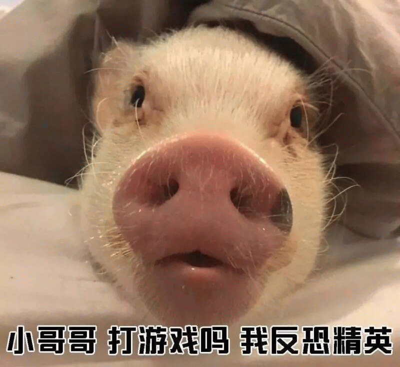 小猪探头问：小哥哥打游戏吗 我反恐精英