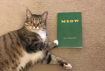 一只虎斑猫侧躺在米色地毯上，它有着灰白相间的毛发，白色的胸部和爪子，以及一双圆睁的绿色大眼睛，表情看起来十分惊讶。猫咪伸出一只前爪，似乎正要触碰旁边一本绿色封面的书。书的封面上用黄色字体印着“MEOW”字样，下方还有较小的“M.E. OWMEOW”文字。整个画面给人一种可爱又有趣的感觉，猫咪的惊讶表情与旁边写着猫叫声的书形成了有趣的呼应。