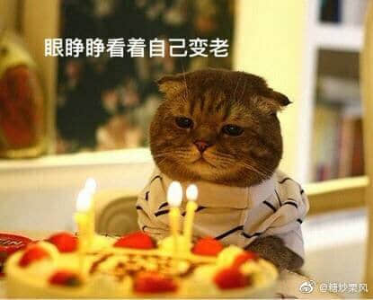 猫咪过生日无奈变老