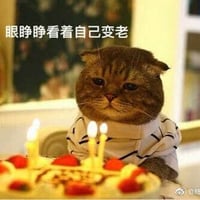 猫咪