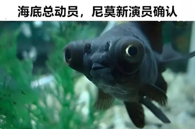 图片上方配有文字“海底总动员，尼莫新演员确认”，下方是一张特写照片：一条黑色的金鱼在鱼缸中游动，它有着突出的大眼睛和圆润的头部，背景是模糊的绿色水草。图片通过将外形特别的黑色金鱼与动画电影《海底总动员》中的主角尼莫进行幽默关联，暗示这条金鱼是尼莫的“新演员”，制造出滑稽的反差效果。