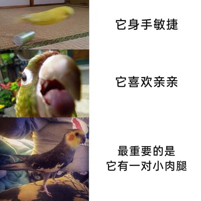 这是一张采用多图拼接+图文混排形式的趣味宠物内容图，左侧从上到下依次展示了三张不同鹦鹉的照片：第一张是快速移动导致画面模糊的黄色鹦鹉，对应右侧文案“它身手敏捷”；第二张是凑近镜头、吐出舌头的绿系鹦鹉，对应文案“它喜欢亲亲”；第三张是站立着露出小短腿的玄凤鹦鹉，对应文案“最重要的是它有一对小肉腿”。文案采用递进的方式，一步步引出最让人觉得可爱的“小肉腿”，整体风格轻松诙谐，通过鹦鹉的不同瞬间展现萌宠的趣味特质，引发观者的喜爱。