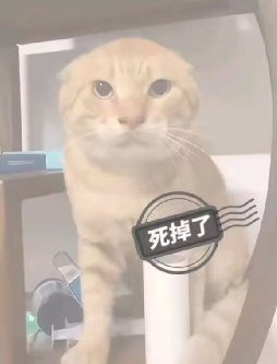 这张图是火爆全网的猫咪表情包“耄耋”的衍生版本，主角是一只圆头橘猫，因其飞机耳和略带凶相的表情走红。画面上覆盖着“死掉了”字样，强化了网络流行语的冲击力与荒诞感。梗名‘耄耋’源于其发音近似‘猫爹’，是具象化的“暴躁猫主子”代表，广泛用于表达无语、崩溃或嘲讽等情绪场景。

图中没有明显的双关或暗示，但原梗即为谐音梗，以幽默感调剂网络氛围。