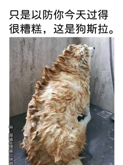 图片上方配有文字"只是以防你今天过得很糟糕，这是狗斯拉。"，下方是一只在浴室洗澡的狗。狗狗的湿毛发因洗澡而全部竖起，呈现出类似哥斯拉背部尖刺的搞笑造型，故被戏称为"狗斯拉"。这张图片通过将普通宠物与经典怪兽形象结合，创造出幽默治愈的效果，旨在给心情不好的人带来轻松和慰藉。