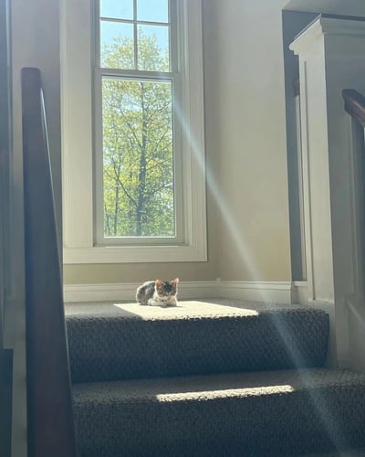 一只小狸花猫趴在铺着灰色地毯的楼梯台阶上，沐浴在从窗户洒入的阳光中。窗外可以看到枝繁叶茂的绿树和蓝天，室内墙壁为米白色，楼梯扶手为深棕色木质，整体氛围温暖宁静。猫咪身体蜷缩，前爪向前伸展，头部微微低下，呈现出放松休息的状态。阳光在台阶上形成明亮的光斑，光影对比明显，画面充满生活气息。