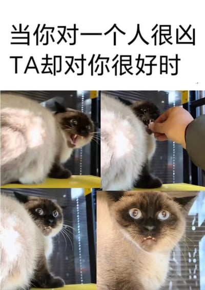 这是一张四格拼接的图文表情包，顶部配有核心文案“当你对一个人很凶TA却对你很好时”。四格画面依次展现：第一格中一只暹罗猫张着嘴、表情凶狠地哈气，姿态充满攻击性；第二格中一只手向猫咪投喂食物，猫咪虽仍带着凶态但接受了投喂；第三格猫咪的凶狠神态褪去，露出惊讶的表情；第四格猫咪睁圆双眼，表情混杂着愧疚与无措。整套画面生动还原了自己对他人凶狠后，对方却以温柔相待时，从强硬到愧疚无措的心理变化，精准戳中人们在类似场景下的情绪共鸣，适合用来表达这种复杂的心情。