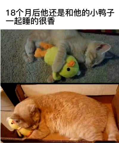 这是一张上下拼接的对比图，上图展示了一只浅色的幼年小猫，侧躺在灰色地毯上，紧紧抱着一只绿黄相间的小鸭子毛绒玩偶，正睡得十分香甜；下图则是18个月后，这只小猫长成了一只圆滚滚的橘色胖猫，它蜷在纸箱里，依旧抱着那只小鸭子玩偶安睡。配文“18个月后他还是和他的小鸭子一起睡的很香”，凸显了猫咪对这个玩偶长久的喜爱，画面充满温馨治愈感，传递出陪伴的温暖。