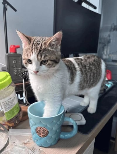 一只灰白相间的虎斑猫站在书桌边缘，前爪好奇地伸进一个蓝色星巴克马克杯里，圆溜溜的眼睛呆萌地看向镜头，表情无辜又可爱。书桌上还摆放着绿色盖子的透明罐子、黑色电脑显示器、红色瓶盖的物品等日常办公物件，背景简洁，整体场景充满温馨的生活气息，展现了宠物与主人生活空间的趣味互动。