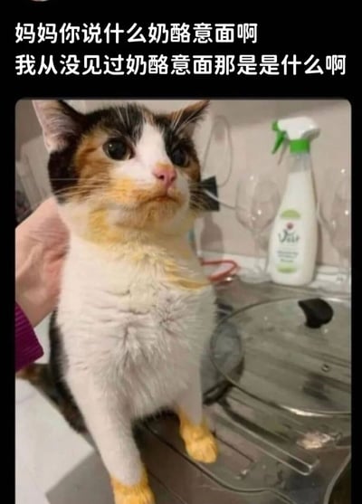图片中是一只三花猫，正被人抚摸着。猫咪有着白色、黑色和橘色的毛发，黄色的爪子，表情看起来有些困惑和好奇。图片上方配有文字："妈妈你说什么奶酪意面啊 我从没见过奶酪意面那是是什么啊"，以猫咪的口吻表达了对奶酪意面的好奇和疑惑。背景中可以看到厨房的部分场景，有喷雾瓶和玻璃器皿等物品。