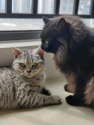 窗台上卧着两只猫咪，灰色虎斑猫趴在前方，浑身覆盖着细密的灰色条纹，一双明亮的绿色眼睛正直勾勾地凝视着镜头，表情平静而专注。旁边的黑色长毛猫则坐起身，身体微微前倾，将头凑近灰色虎斑猫的耳朵，仿佛在低声说着什么悄悄话，蓬松的毛发在光线下泛着深浅不一的光泽。背景是一扇窗户，窗外是模糊的城市建筑轮廓，室内光线柔和，整体画面传递出温馨治愈的氛围。