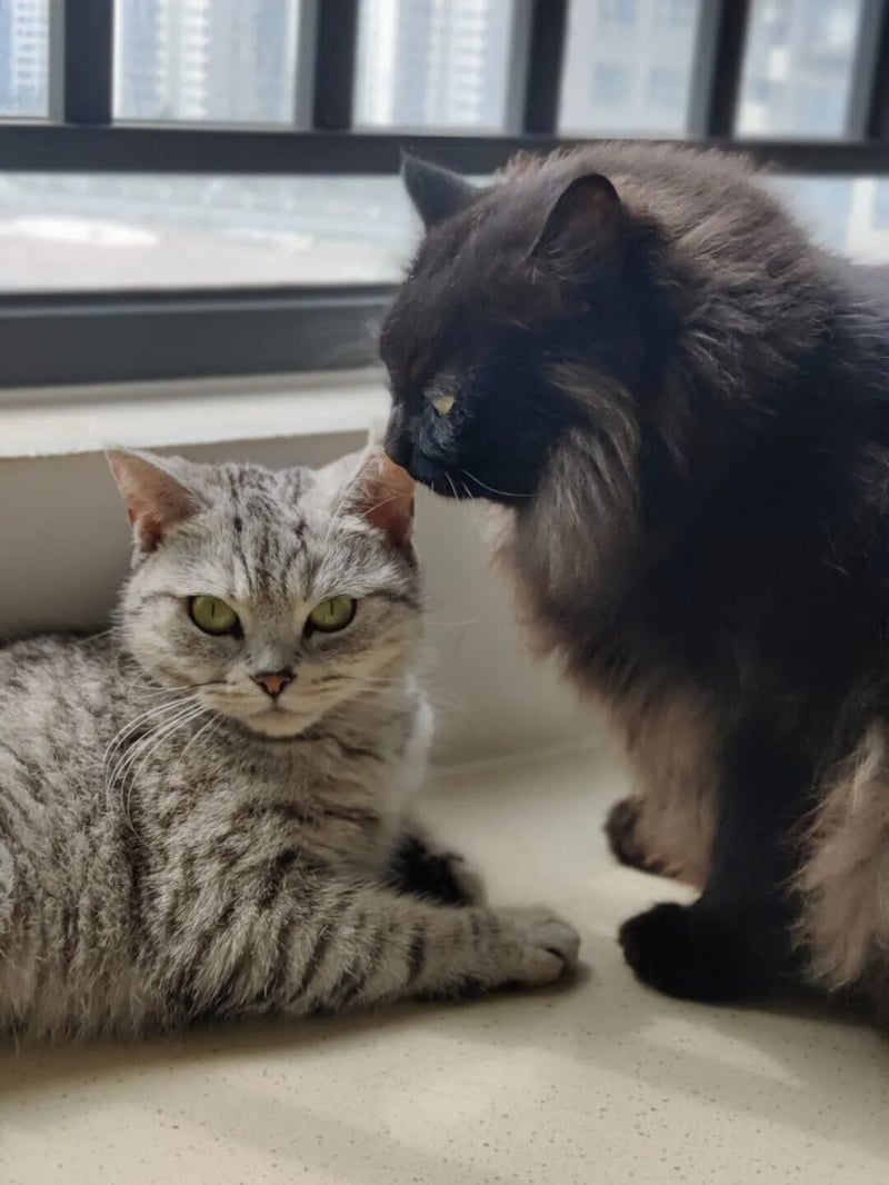 灰色虎斑猫