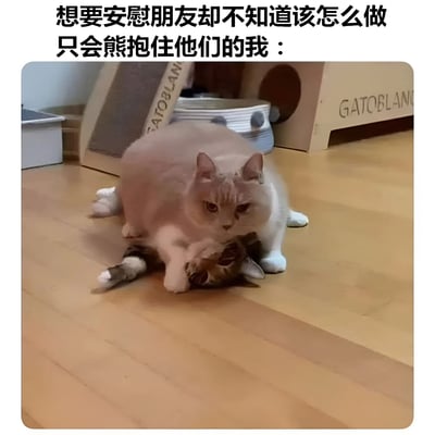 图片上方有文字“想要安慰朋友却不知道该怎么做 只会熊抱住他们的我：”，下方是两只猫的照片。一只体型较大的橘白猫正趴在一只虎斑猫身上，前爪环绕着虎斑猫，像是在给它一个熊抱。虎斑猫则四脚朝天躺在木地板上，表情看起来有些惊讶。背景中可以看到猫抓板和猫窝等物品。