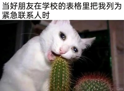 这是一张图文结合的搞笑表情包，上方配有简体中文文案“当好朋友在学校的表格里把我列为紧急联系人时”，下方是一张真实的动物照片：一只白色猫咪眼睛湿润，神情委屈又纠结，正咬着一株长满尖刺的绿色仙人掌。猫咪的动作与表情，生动地具象化了被朋友设为紧急联系人时的复杂心情——既因被朋友信任而感到暖心，又隐隐担忧后续可能要承担的责任与麻烦，就像咬仙人掌一样，明知道会被刺痛却难以拒绝，用夸张且滑稽的画面，精准传递出那种哭笑不得、左右为难的情绪，十分贴合年轻人的社交语境。