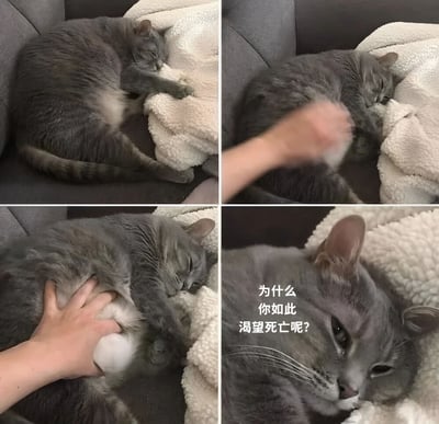 四格漫画展示了一只灰色猫咪的搞笑日常：第一格猫咪蜷缩在沙发毯子上熟睡；第二格一只手伸向猫咪；第三格手正在抚摸猫咪的肚子；第四格猫咪睁眼特写，配上内心独白文字'为什么你如此渴望死亡呢?'，幽默表现了猫咪对被摸肚子的抗拒反应。