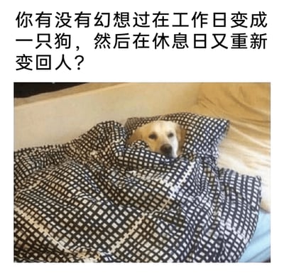 这是一张图文混排的趣味梗图，上方配有文字提问“你有没有幻想过在工作日变成一只狗，然后在休息日又重新变回人？”，下方是一张真实拍摄的照片：一只金毛犬裹着黑白格子的厚被子，只露出圆圆的脑袋，眼神慵懒又带着一丝倦怠，神态仿佛和不想起床、不想面对工作的人类如出一辙。这张图用拟人化的方式，精准戳中职场人在工作日的疲惫心态——渴望像宠物一样不用承担工作压力，只需要安心休息，是职场人对工作倦怠情绪的自嘲式表达，容易引发职场群体的情绪共鸣。